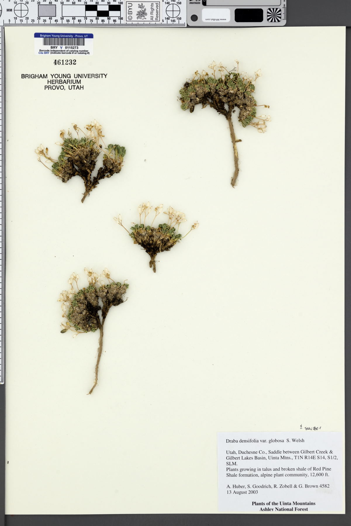 Draba densifolia var. globosa image