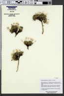 Draba densifolia var. globosa image