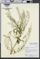 Descurainia incana subsp. incisa image