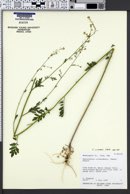Descurainia incana subsp. incisa image