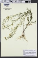 Descurainia pinnata subsp. paysonii image