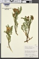 Astragalus lentiginosus var. scorpionis image