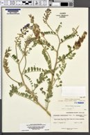 Astragalus lentiginosus var. stramineus image