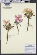 Oenothera cespitosa subsp. navajoensis image