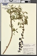 Lupinus argenteus subsp. moabensis image