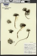 Astragalus drabelliformis image