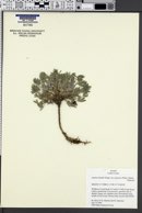 Lupinus caespitosus var. utahensis image