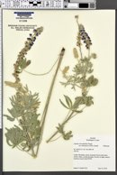 Lupinus leucophyllus var. tenuispicus image