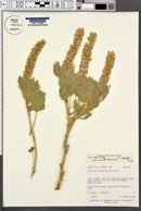 Lupinus leucophyllus var. belliae image