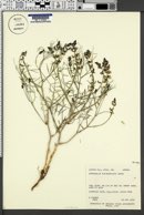 Astragalus duchesnensis image