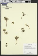 Physaria rubicundula image