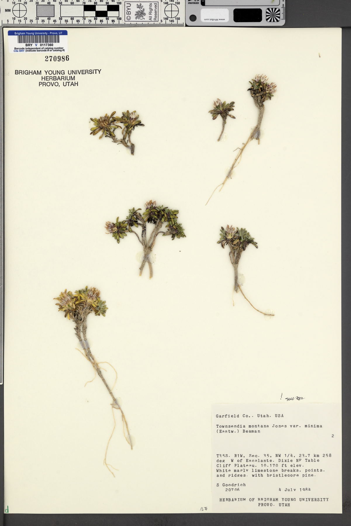 Townsendia montana var. minima image