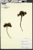 Townsendia montana var. minima image