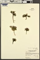 Townsendia montana var. montana image
