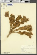 Astragalus asclepiadoides image