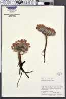 Eriogonum bicolor image