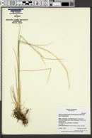 Elymus trachycaulus subsp. trachycaulus image