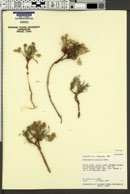 Image of Astragalus jejunus