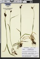 Luzula multiflora subsp. kobayasii image