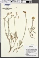 Eriogonum spathulatum image