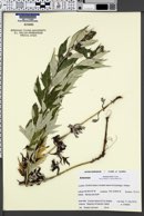 Artemisia tilesii image