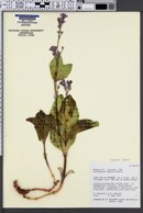 Cycladenia humilis image