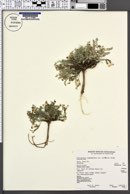 Astragalus argophyllus image
