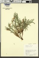 Astragalus zionis var. zionis image