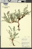 Astragalus zionis var. zionis image