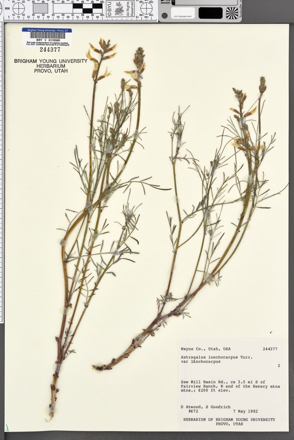 Astragalus lonchocarpus var. lonchocarpus image