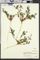Astragalus nuttallianus var. micranthiformis image