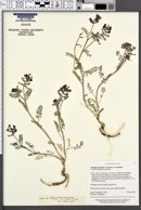 Astragalus iodanthus var. iodanthus image