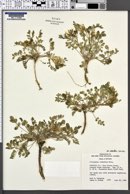 Astragalus iodanthus var. iodanthus image