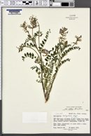 Astragalus lentiginosus var. palans image