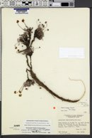 Eriogonum brevicaule var. nanum image