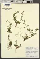 Penstemon humilis var. brevifolius image