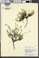 Physaria garrettii image