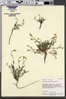 Physaria garrettii image