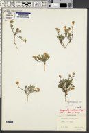 Physaria multiceps image