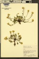 Physaria kingii subsp. utahensis image