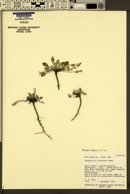 Physaria utahensis image