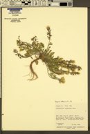 Physaria utahensis image