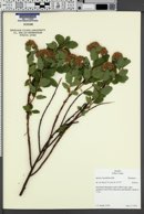 Image of Spiraea betulifolia