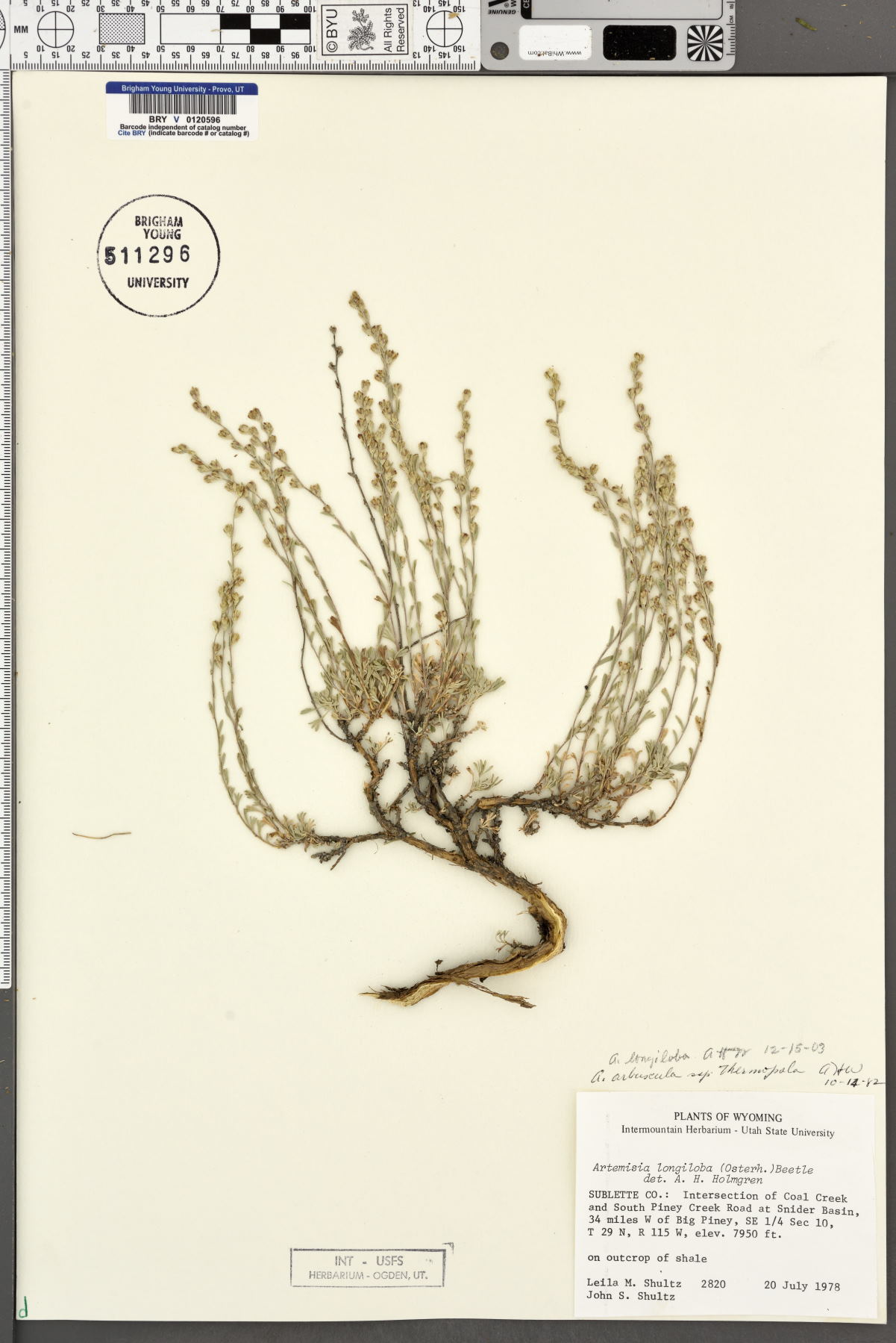 Artemisia longiloba image