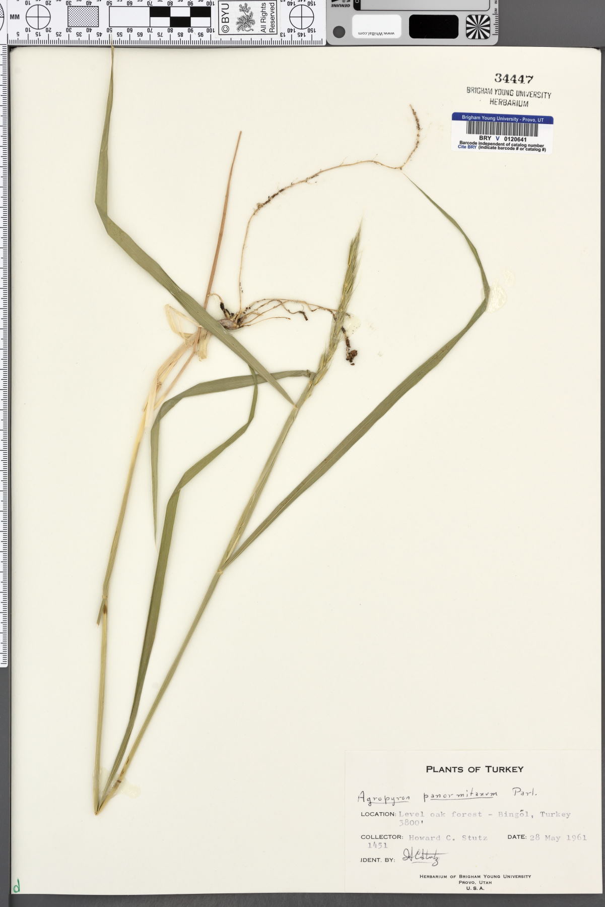 Elymus panormitanus image