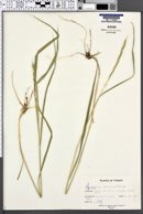Elymus panormitanus image