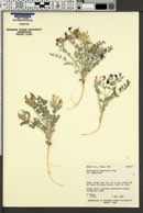 Astragalus amphioxys var. amphioxys image
