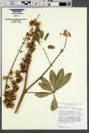 Lupinus latifolius subsp. latifolius image