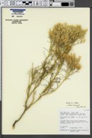 Ericameria nauseosa var. nitida image