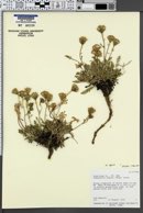 Chaenactis alpina image